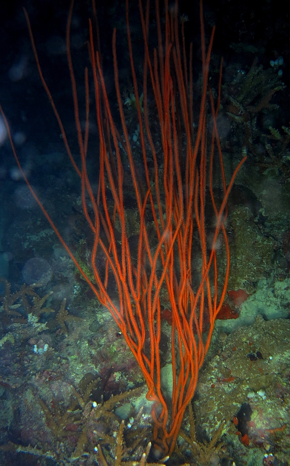 IMG_0790rf_Maldives_Madoogali_Plongee 7_House reef_Gorgone.jpg